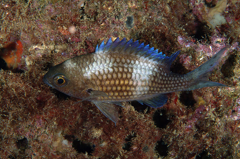 juvenile Chromis chromis